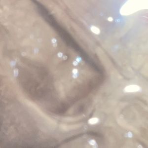 Meet your Posher, Addilyn